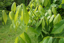 Load image into Gallery viewer, Shellbark Hickory | Medium Tree Seedling | The Jonsteen Company