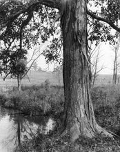 Load image into Gallery viewer, Shellbark Hickory | Medium Tree Seedling | The Jonsteen Company