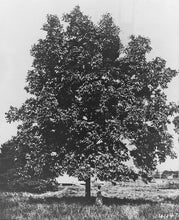 Load image into Gallery viewer, Shellbark Hickory | Medium Tree Seedling | The Jonsteen Company