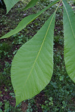 Load image into Gallery viewer, Shellbark Hickory | Medium Tree Seedling | The Jonsteen Company
