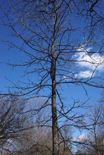 Load image into Gallery viewer, Shellbark Hickory | Medium Tree Seedling | The Jonsteen Company