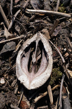 Load image into Gallery viewer, Shellbark Hickory | Medium Tree Seedling | The Jonsteen Company