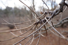 Load image into Gallery viewer, Shellbark Hickory | Medium Tree Seedling | The Jonsteen Company