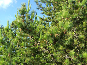 Shore Pine | Small Tree Seedling | The Jonsteen Company