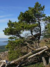Load image into Gallery viewer, Shore Pine | Medium Tree Seedling | The Jonsteen Company