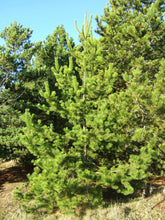 Load image into Gallery viewer, Shore Pine | Small Tree Seedling | The Jonsteen Company