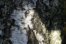 Load image into Gallery viewer, Silver Birch | Medium Tree Seedling | The Jonsteen Company