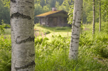 Load image into Gallery viewer, Silver Birch | Tree Seedling Cluster | The Jonsteen Company