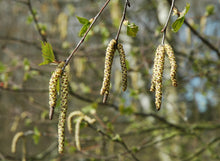 Load image into Gallery viewer, Silver Birch | Medium Tree Seedling | The Jonsteen Company