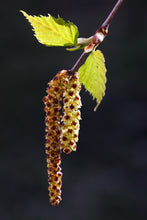 Load image into Gallery viewer, Silver Birch | Medium Tree Seedling | The Jonsteen Company