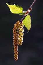 Load image into Gallery viewer, Silver Birch | Medium Tree Seedling | The Jonsteen Company