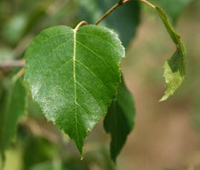 Load image into Gallery viewer, Silver Birch | Medium Tree Seedling | The Jonsteen Company