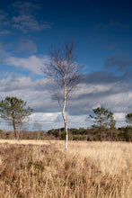 Load image into Gallery viewer, Silver Birch | Medium Tree Seedling | The Jonsteen Company