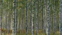 Load image into Gallery viewer, Silver Birch | Medium Tree Seedling | The Jonsteen Company