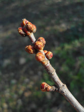 Load image into Gallery viewer, Silver Maple | Small Tree Seedling | The Jonsteen Company