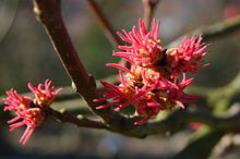 Load image into Gallery viewer, Silver Maple | Small Tree Seedling | The Jonsteen Company
