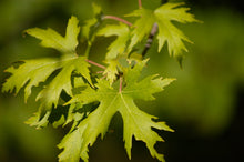 Load image into Gallery viewer, Silver Maple | Small Tree Seedling | The Jonsteen Company