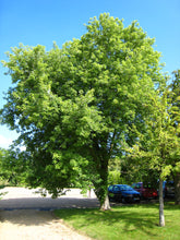 Load image into Gallery viewer, Silver Maple | Small Tree Seedling | The Jonsteen Company