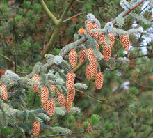Load image into Gallery viewer, Sitka Spruce | Mini-Grow Kit | The Jonsteen Company