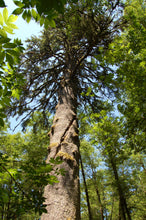 Load image into Gallery viewer, Sitka Spruce | Small Tree Seedling | The Jonsteen Company