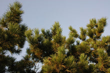 Load image into Gallery viewer, Southern Chinese Pine | Medium Tree Seedling | The Jonsteen Company