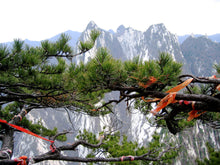 Load image into Gallery viewer, Southern Chinese Pine | Small Tree Seedling | The Jonsteen Company