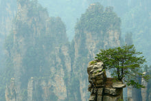 Load image into Gallery viewer, Southern Chinese Pine | Small Tree Seedling | The Jonsteen Company