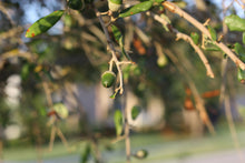 Load image into Gallery viewer, Southern Live Oak | Medium Tree Seedling | The Jonsteen Company
