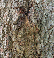 Load image into Gallery viewer, Southern Live Oak | Medium Tree Seedling | The Jonsteen Company