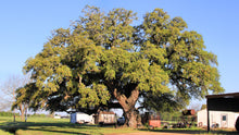 Load image into Gallery viewer, Southern Live Oak | Medium Tree Seedling | The Jonsteen Company