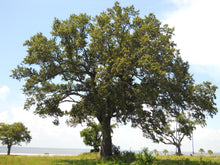 Load image into Gallery viewer, Southern Live Oak | Medium Tree Seedling | The Jonsteen Company