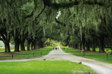 Load image into Gallery viewer, Southern Live Oak | Medium Tree Seedling | The Jonsteen Company