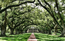 Load image into Gallery viewer, Southern Live Oak | Medium Tree Seedling | The Jonsteen Company