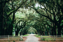 Load image into Gallery viewer, Southern Live Oak | Medium Tree Seedling | The Jonsteen Company