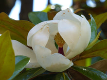 Load image into Gallery viewer, Southern Magnolia | Large Tree Seedling | The Jonsteen Company