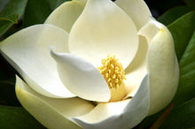 Load image into Gallery viewer, Southern Magnolia | Large Tree Seedling | The Jonsteen Company