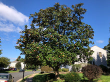 Load image into Gallery viewer, Southern Magnolia | Large Tree Seedling | The Jonsteen Company
