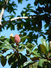 Load image into Gallery viewer, Southern Magnolia | Large Tree Seedling | The Jonsteen Company