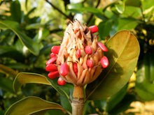 Load image into Gallery viewer, Southern Magnolia | Large Tree Seedling | The Jonsteen Company