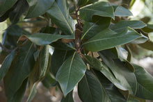 Load image into Gallery viewer, Southern Magnolia | Small Tree Seedling | The Jonsteen Company