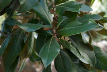Load image into Gallery viewer, Southern Magnolia | Large Tree Seedling | The Jonsteen Company