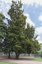 Load image into Gallery viewer, Southern Magnolia | Large Tree Seedling | The Jonsteen Company