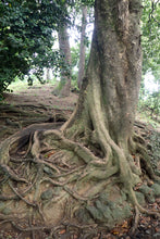 Load image into Gallery viewer, Southern Magnolia | Large Tree Seedling | The Jonsteen Company