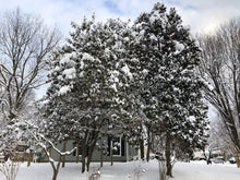 Load image into Gallery viewer, Southern Magnolia | Small Tree Seedling | The Jonsteen Company