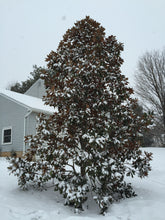 Load image into Gallery viewer, Southern Magnolia | Large Tree Seedling | The Jonsteen Company