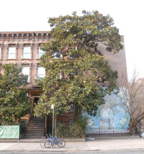 Load image into Gallery viewer, Southern Magnolia | The Jonsteen Company
