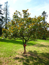 Load image into Gallery viewer, Southern Magnolia | Small Tree Seedling | The Jonsteen Company
