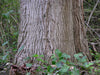 Canada Sugar Maple | Seed Grow Kit | The Jonsteen Company