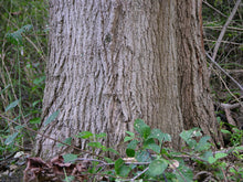Load image into Gallery viewer, Sugar Maple | Small Tree Seedling | The Jonsteen Company