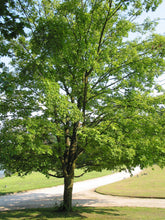 Load image into Gallery viewer, Sugar Maple | Small Tree Seedling | The Jonsteen Company
